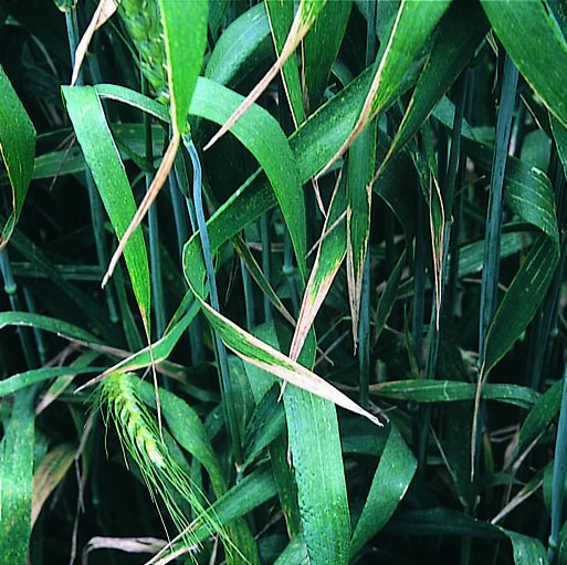 Diagnosing physiological leaf damage in wheat Agriculture and Food